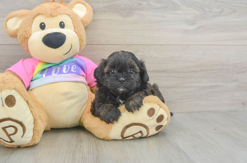 5 week old Shih Poo Puppy For Sale - Lone Star Pups