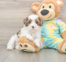 8 week old Shih Poo Puppy For Sale - Lone Star Pups