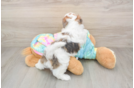 Shih Poo Puppy for Adoption