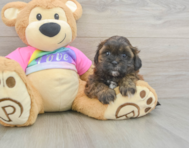 8 week old Shih Poo Puppy For Sale - Lone Star Pups