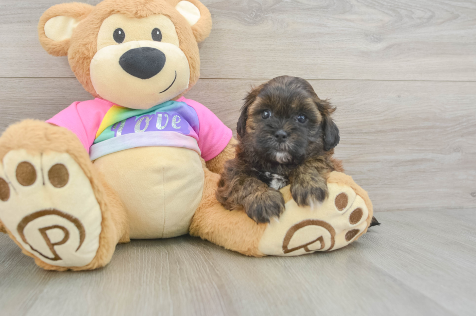 5 week old Shih Poo Puppy For Sale - Lone Star Pups