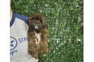 Best Shih Poo Baby