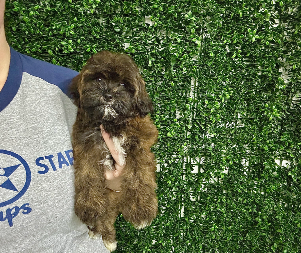 Best Shih Poo Baby