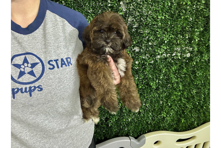 Cute Shih Poo Poodle Mix Pup