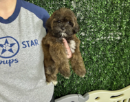 10 week old Shih Poo Puppy For Sale - Lone Star Pups