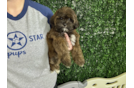Cute Shih Poo Poodle Mix Pup
