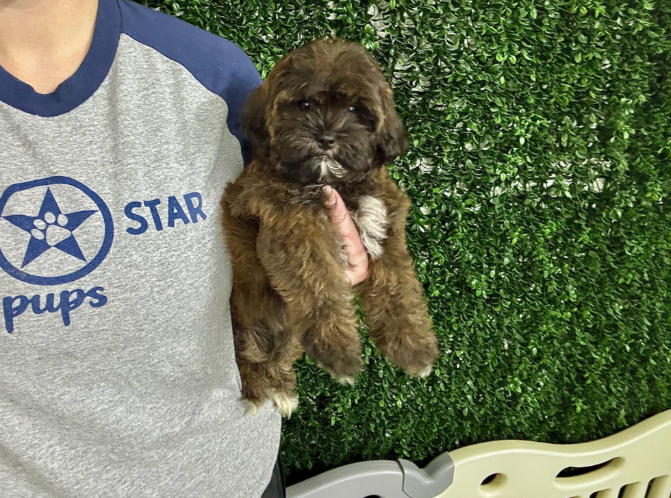 Cute Shih Poo Poodle Mix Pup
