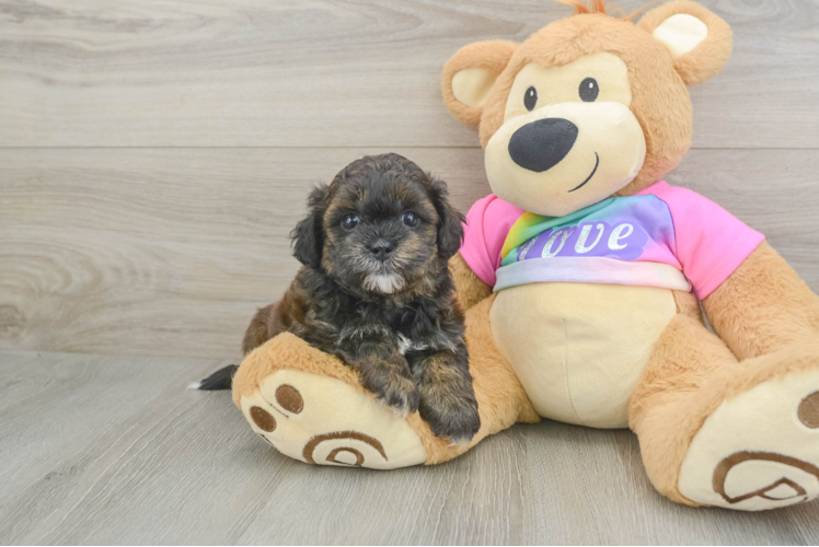 Friendly Shih Poo Baby