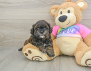 8 week old Shih Poo Puppy For Sale - Lone Star Pups