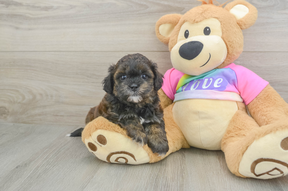 5 week old Shih Poo Puppy For Sale - Lone Star Pups