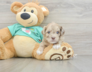 8 week old Shih Poo Puppy For Sale - Lone Star Pups
