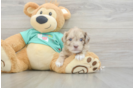 Shih Poo Pup Being Cute
