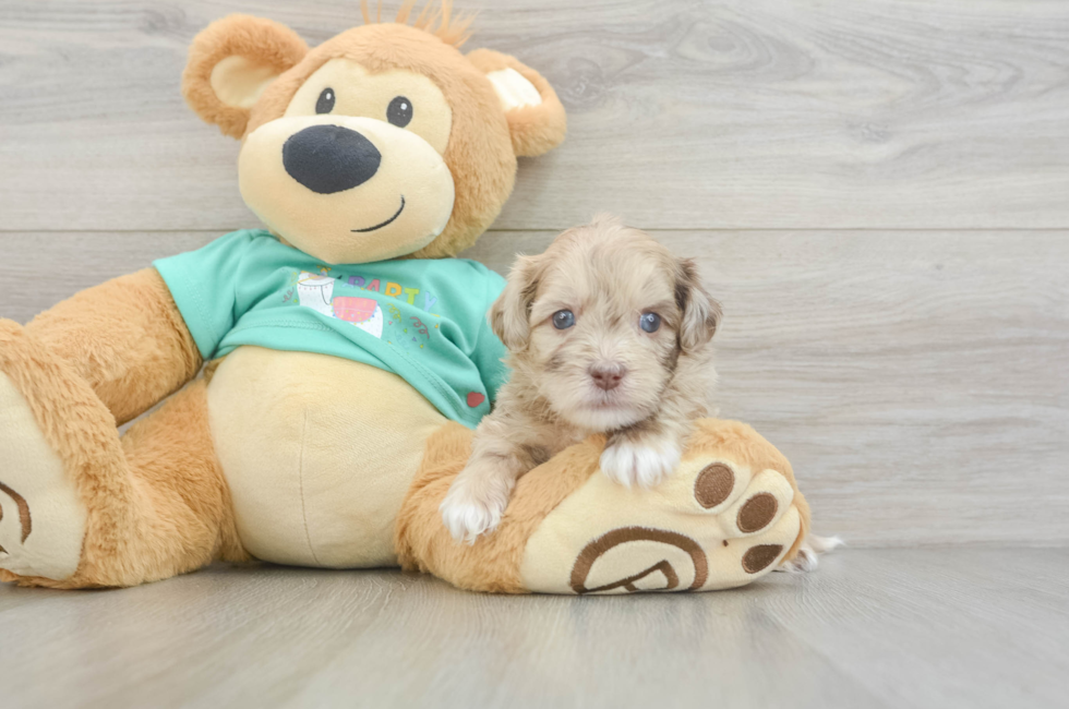 5 week old Shih Poo Puppy For Sale - Lone Star Pups