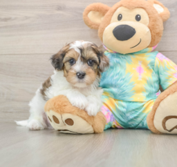 8 week old Shih Poo Puppy For Sale - Lone Star Pups