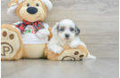 Shih Poo Puppy for Adoption