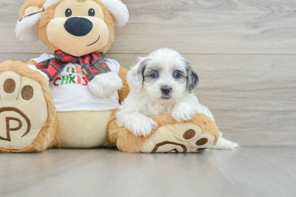 Shih Poo Puppy for Adoption