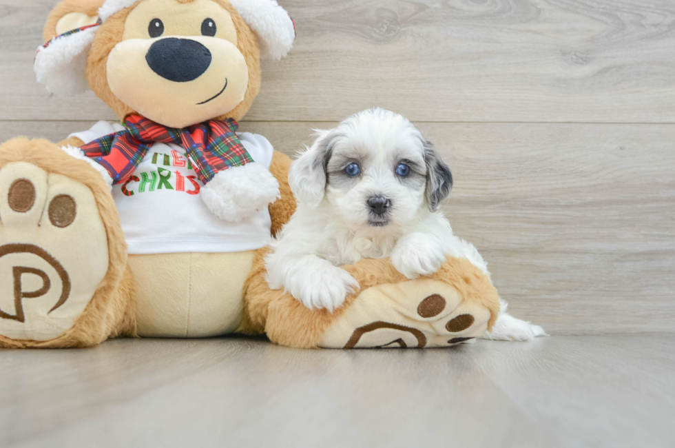 6 week old Shih Poo Puppy For Sale - Lone Star Pups