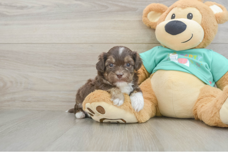 Little Shih Poo Poodle Mix Puppy