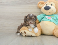 8 week old Shih Poo Puppy For Sale - Lone Star Pups