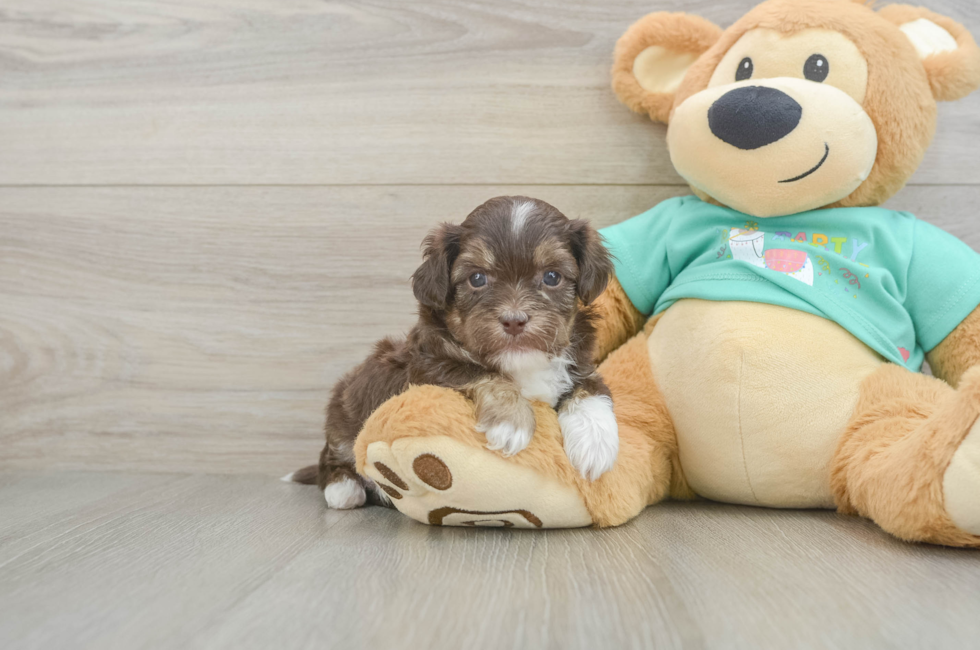 5 week old Shih Poo Puppy For Sale - Lone Star Pups