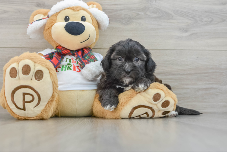 Best Shih Poo Baby