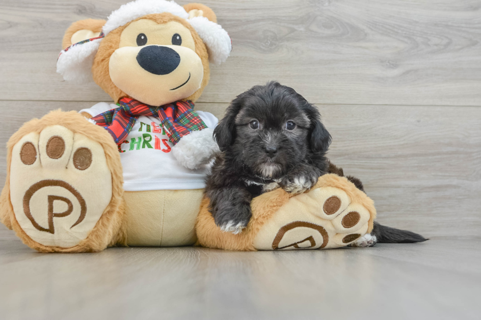 Best Shih Poo Baby