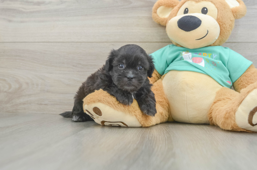 5 week old Shih Poo Puppy For Sale - Lone Star Pups