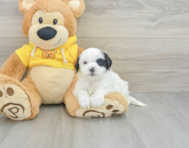 7 week old Shih Poo Puppy For Sale - Lone Star Pups