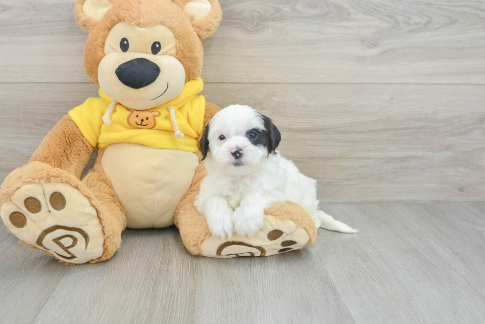 Adorable Shihpoo Poodle Mix Puppy