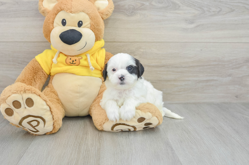 7 week old Shih Poo Puppy For Sale - Lone Star Pups