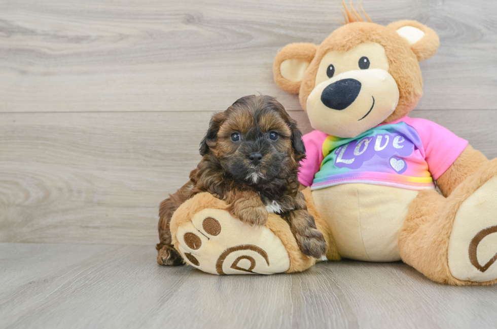 5 week old Shih Poo Puppy For Sale - Lone Star Pups