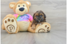 Petite Shih Poo Poodle Mix Pup