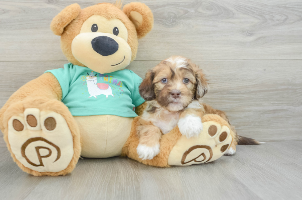 6 week old Shih Poo Puppy For Sale - Lone Star Pups