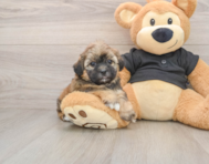 5 week old Shih Poo Puppy For Sale - Lone Star Pups