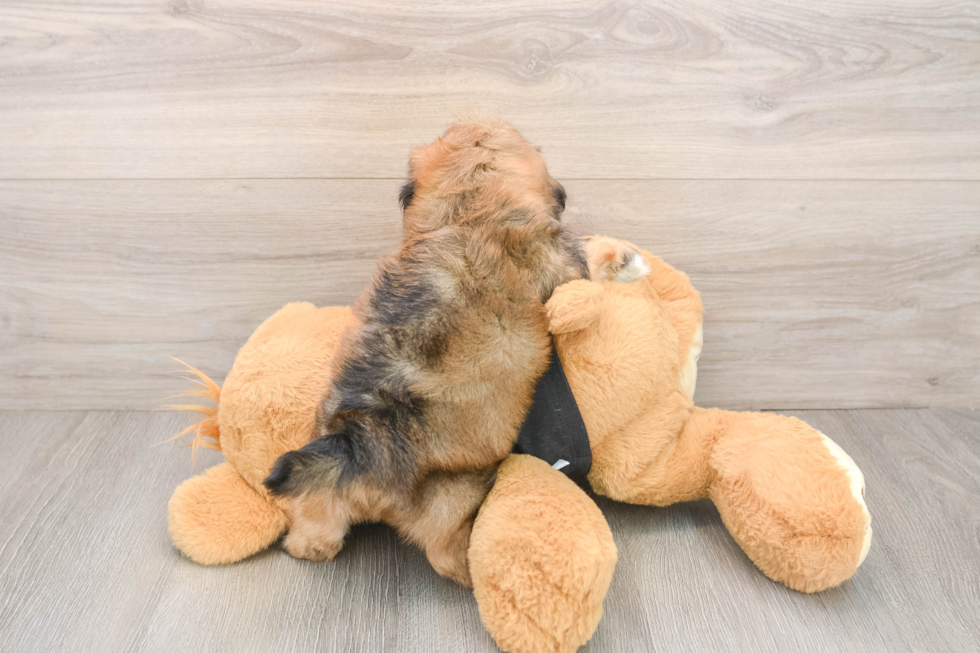 Shih Poo Pup Being Cute