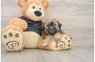 Shih Poo Puppy for Adoption