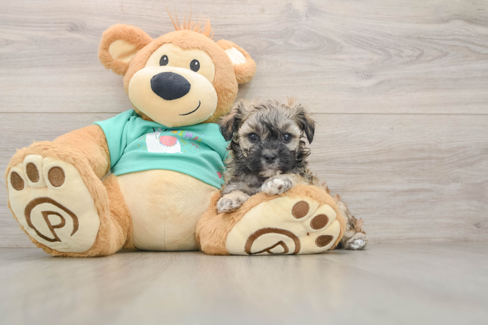 Shih Poo Puppy for Adoption