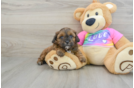 Shih Poo Puppy for Adoption