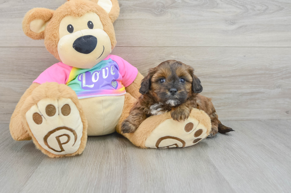 Playful Shih Poo Poodle Mix Puppy