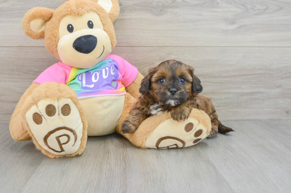 5 week old Shih Poo Puppy For Sale - Lone Star Pups