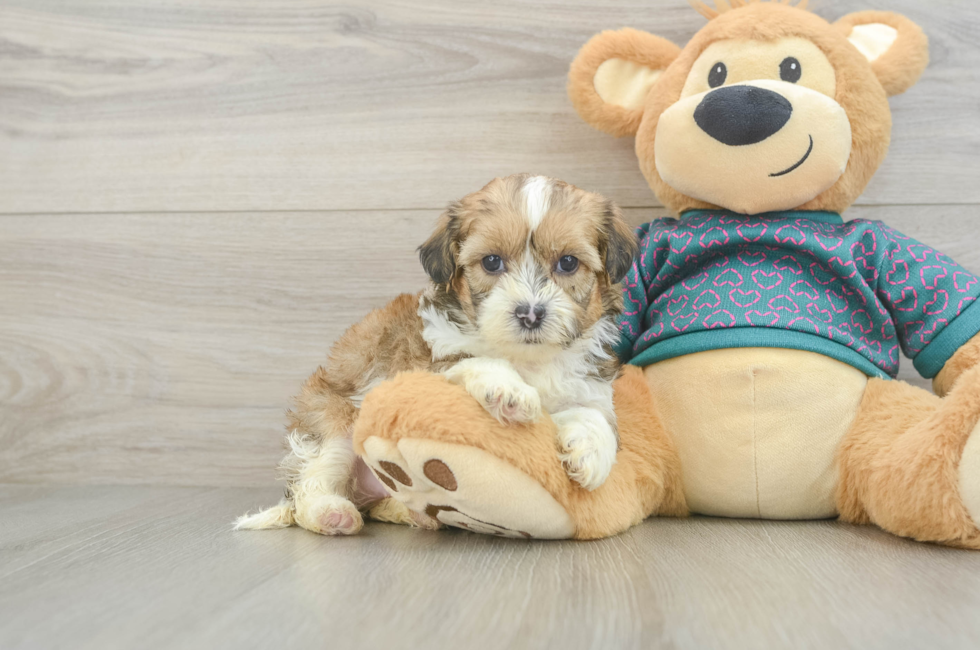 5 week old Shih Poo Puppy For Sale - Lone Star Pups