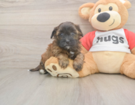 6 week old Shih Poo Puppy For Sale - Lone Star Pups