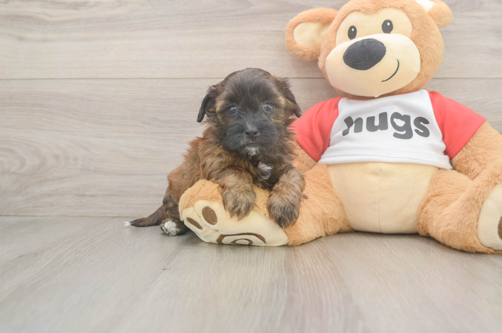 5 week old Shih Poo Puppy For Sale - Lone Star Pups