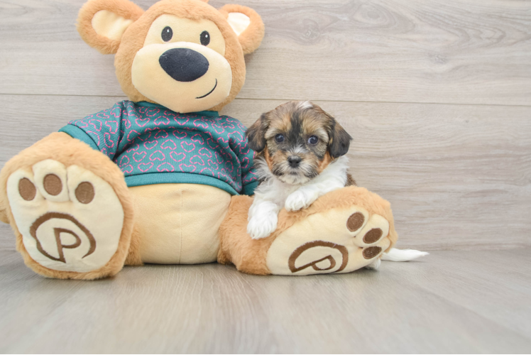 Shih Poo Pup Being Cute