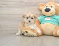 7 week old Shih Poo Puppy For Sale - Lone Star Pups
