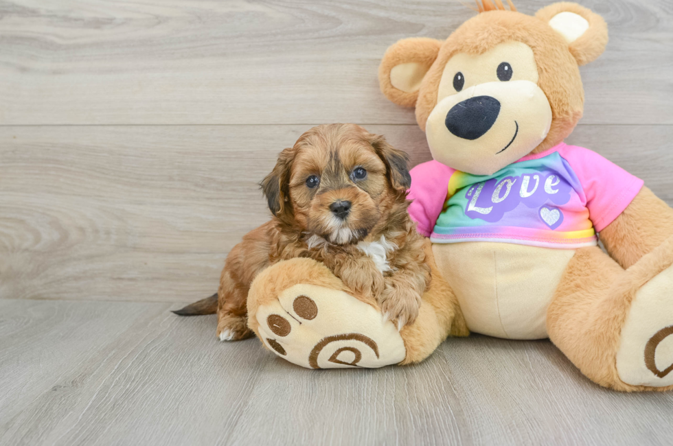 5 week old Shih Poo Puppy For Sale - Lone Star Pups