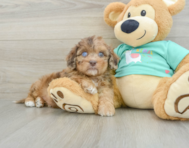 6 week old Shih Poo Puppy For Sale - Lone Star Pups