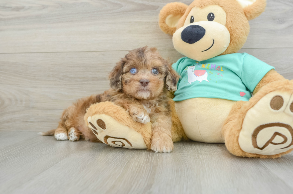 6 week old Shih Poo Puppy For Sale - Lone Star Pups