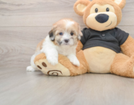 5 week old Shih Poo Puppy For Sale - Lone Star Pups