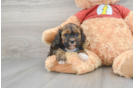 Shih Poo Pup Being Cute
